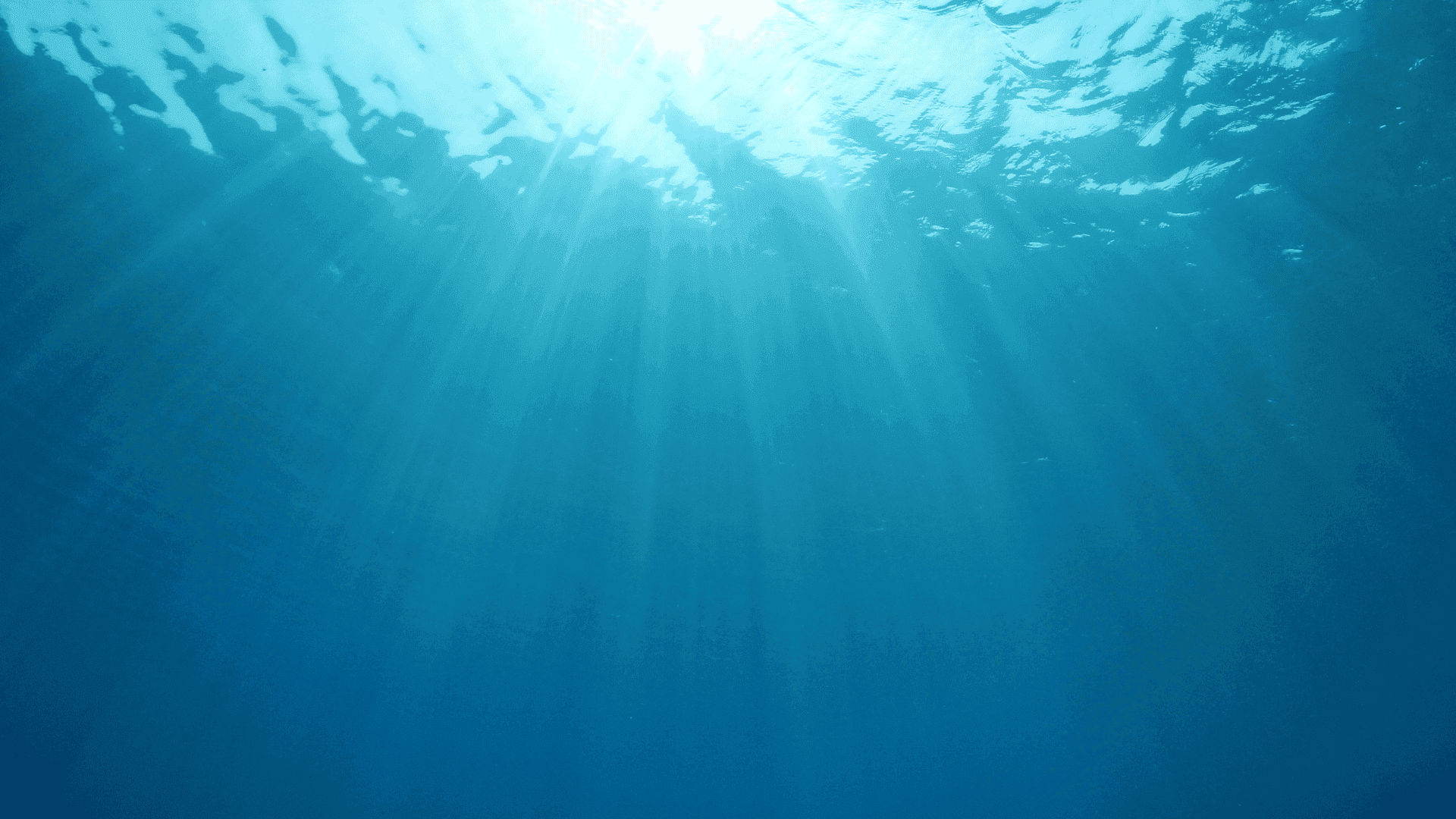 Live Ocean is Hiring their new Group Communications Manager